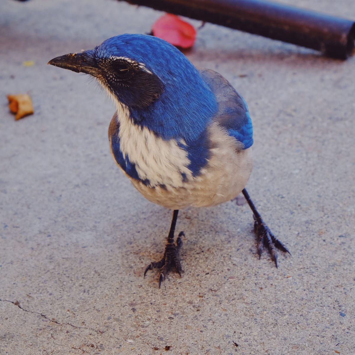 Close-up photo of a scrub jay, a bird with a blue crown and wings, and white chest and belly, standing on concrete