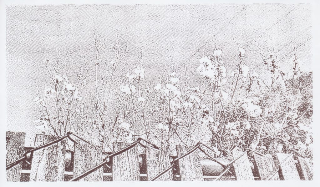 Grayscale thermal print out of a flowering tree behind a fence with a background of power lines and sky