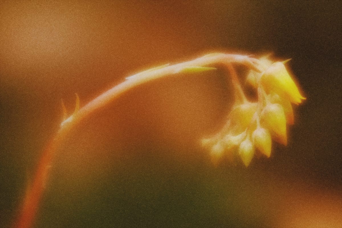 Close up of a plant stem gracefully arcing across the frame, with tiny unopened flowers, edited with grain and light effects