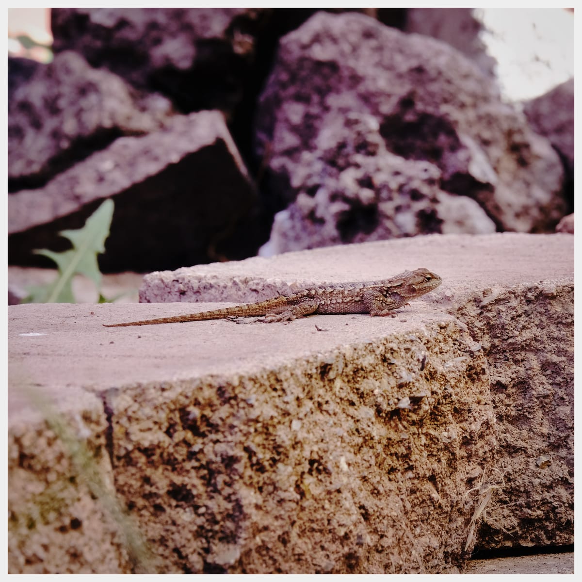 Unknown small lizard sitting on a wall of retaining wall bricks, almost the same color as said bricks