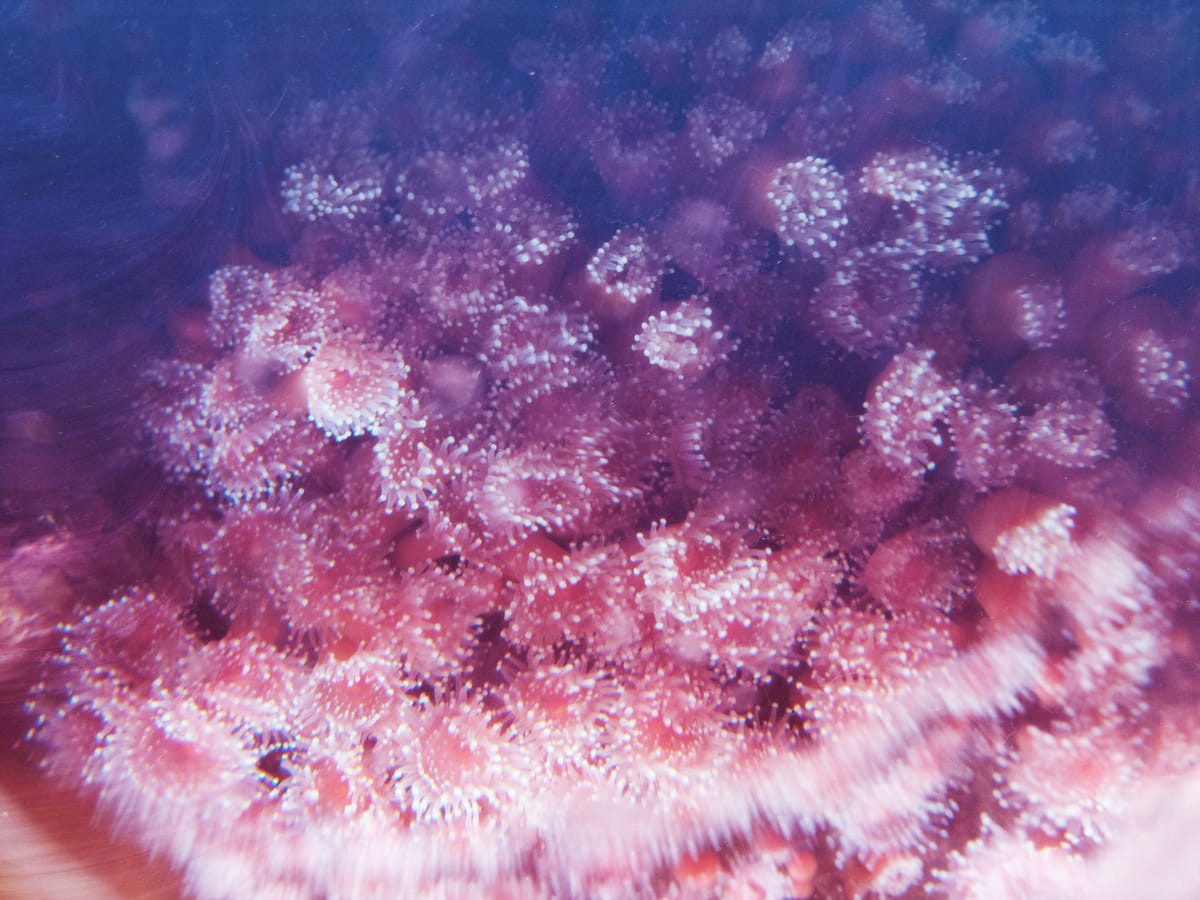 Close up on an unknown species of pink coral with small, round arms and tiny "fingers" resembling flower stamens