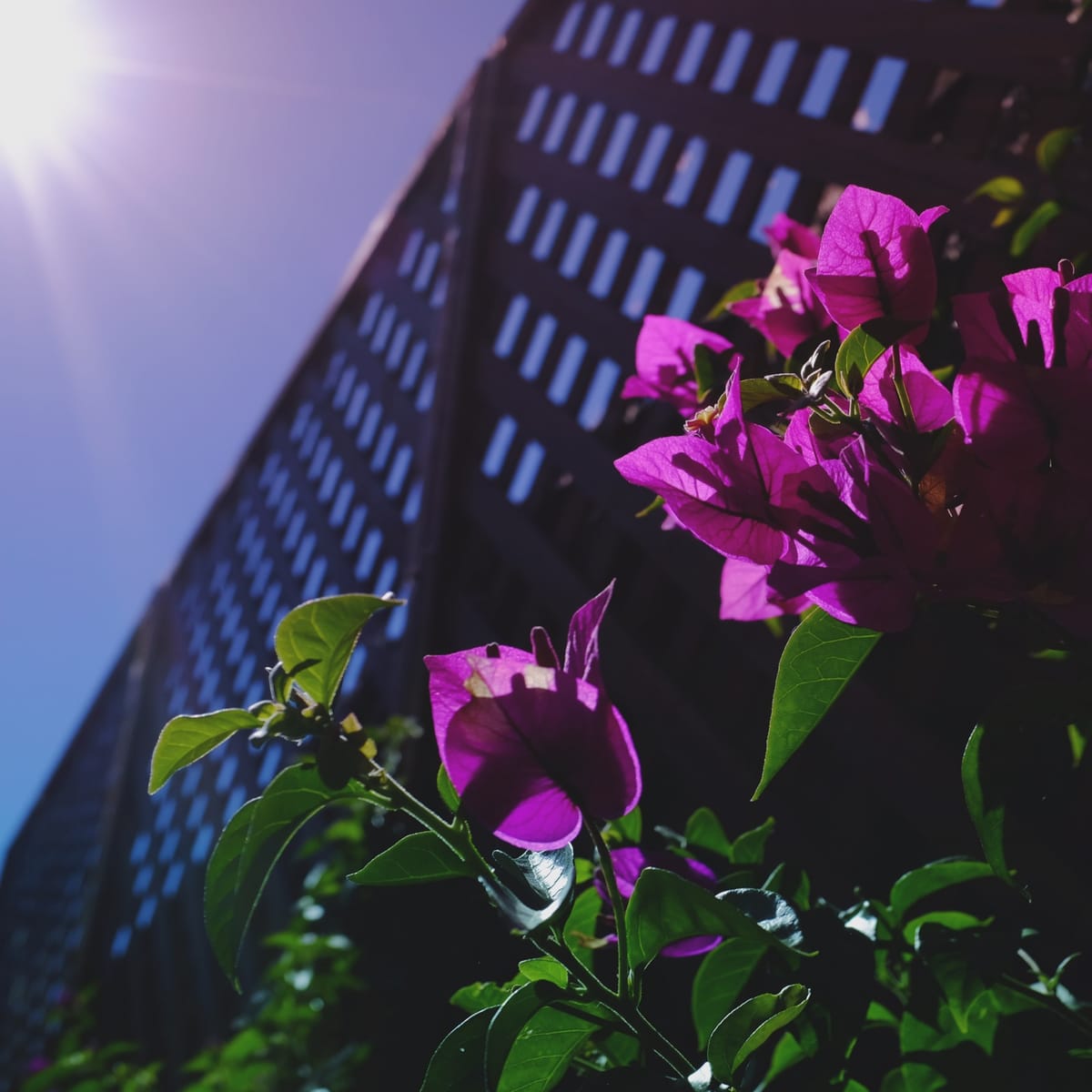 Magenta bougainvillea bracts in foreground, in front of lattice fence, lit by the bright sun in the top left corner