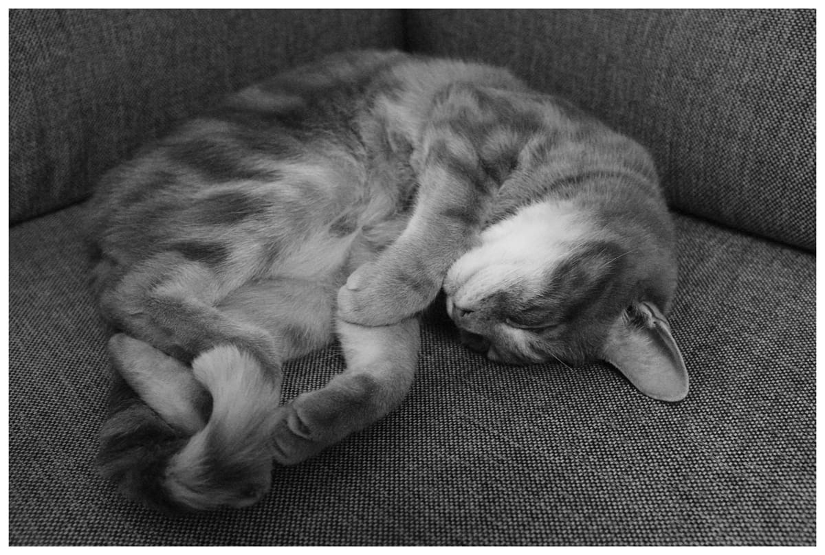 Grainy black and white picture of an orange tabby cat curled up on his side on a gray, textured couch