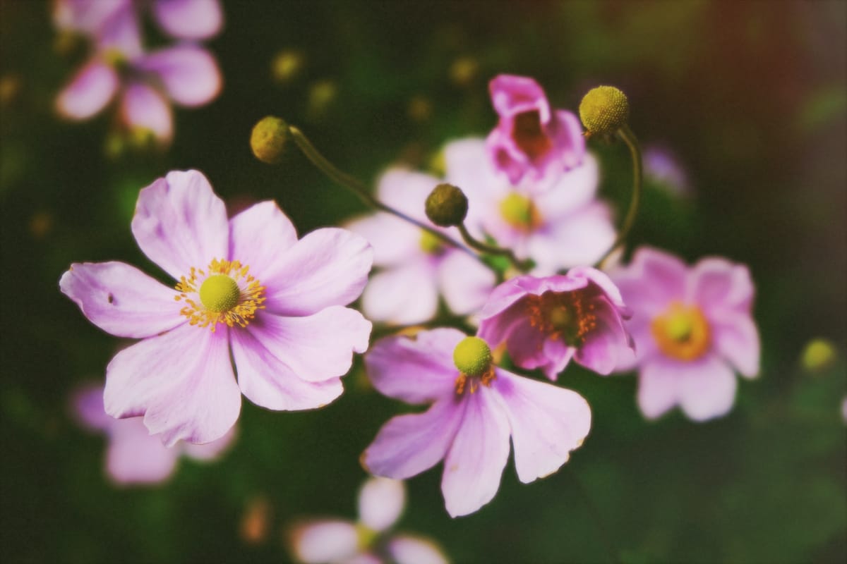 Pink anemone flowers against a dark green background