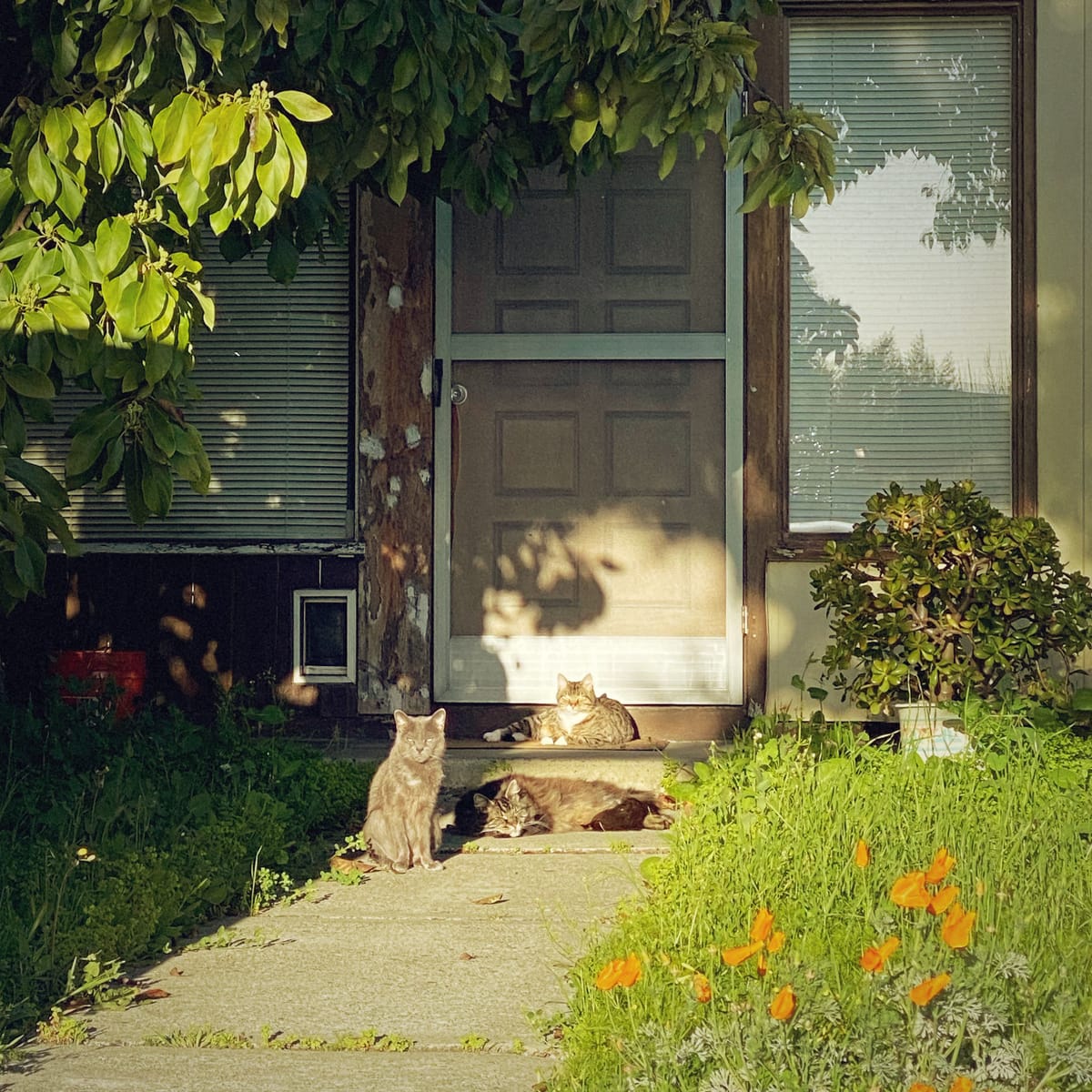 Trio of cats laying in the sun on the sidewalk leading up to the front of a house, with tall grass and poppies in foreground