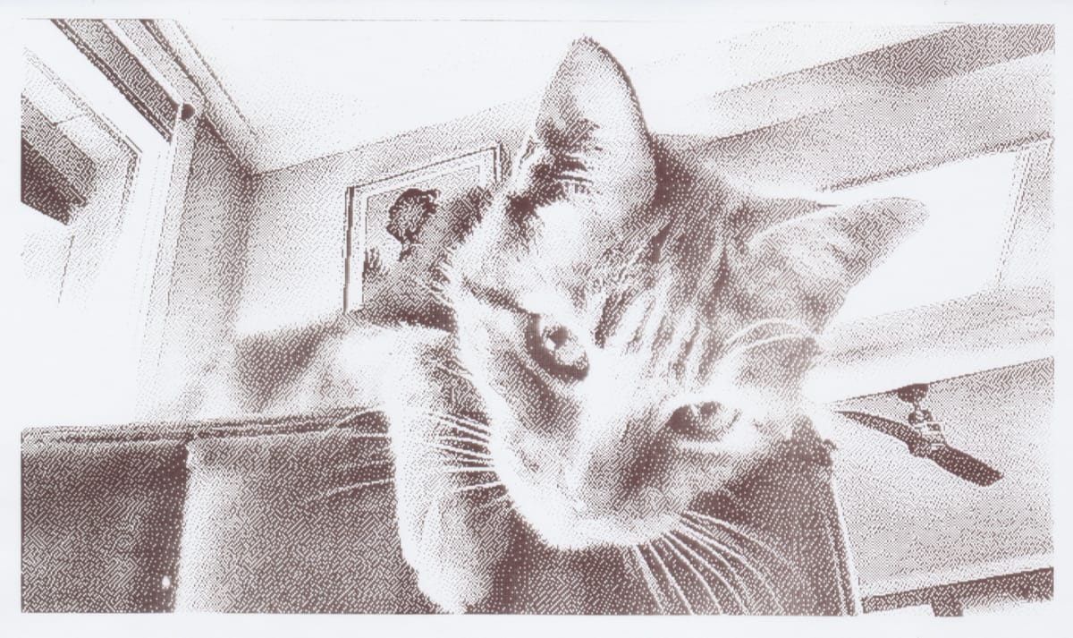 1-bit grayscale thermal print out of a close up on a cat's face, taken from a low angle