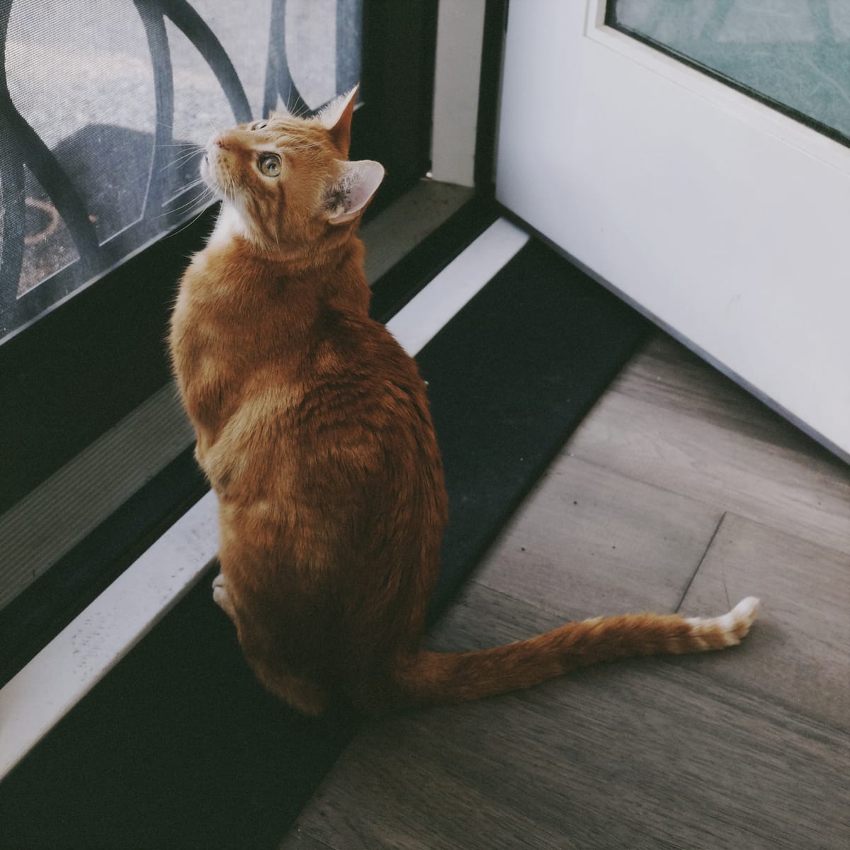 An orange tabby sitting at a screen door, looking up intently at an unknown subject, probably a bird