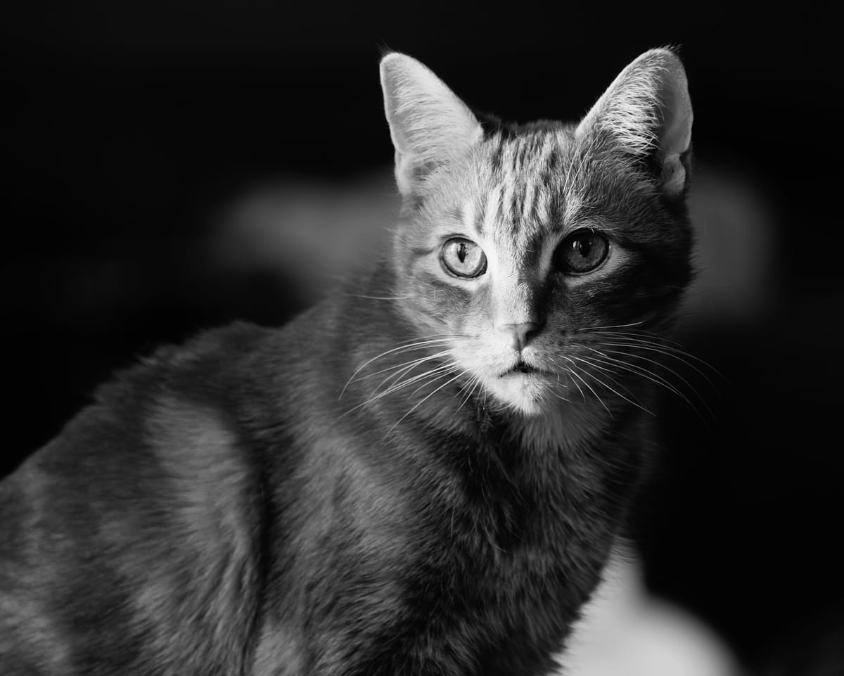 Black and white image of an orange tabby's face in bright sunlight compared to his body in shadow, looking off in distance