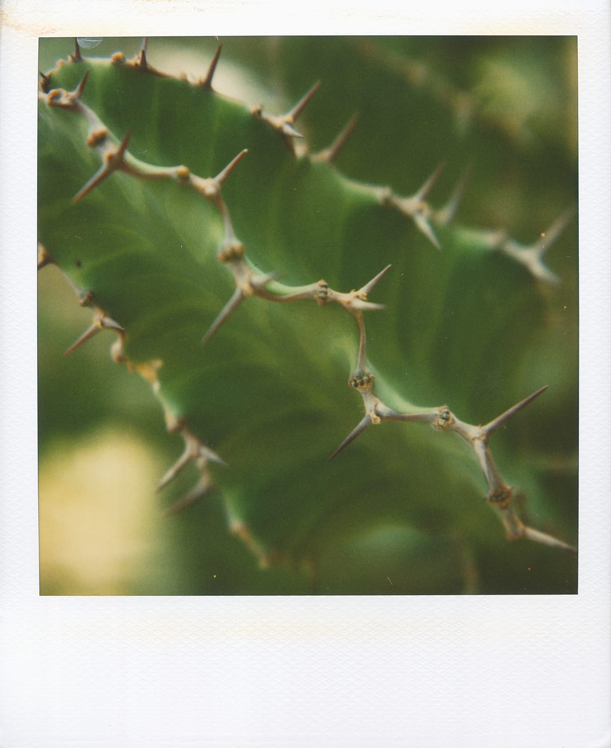 Scan of a Polaroid macro shot of thorny undulating ribs of a cactus, framed diagonally from top left to bottom right