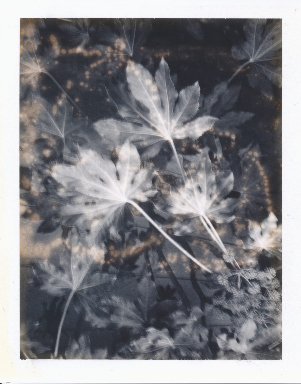 Scan of a Fuji pack film monochrome image of the undersides of large, fan-like leaves, dotted with brown spots