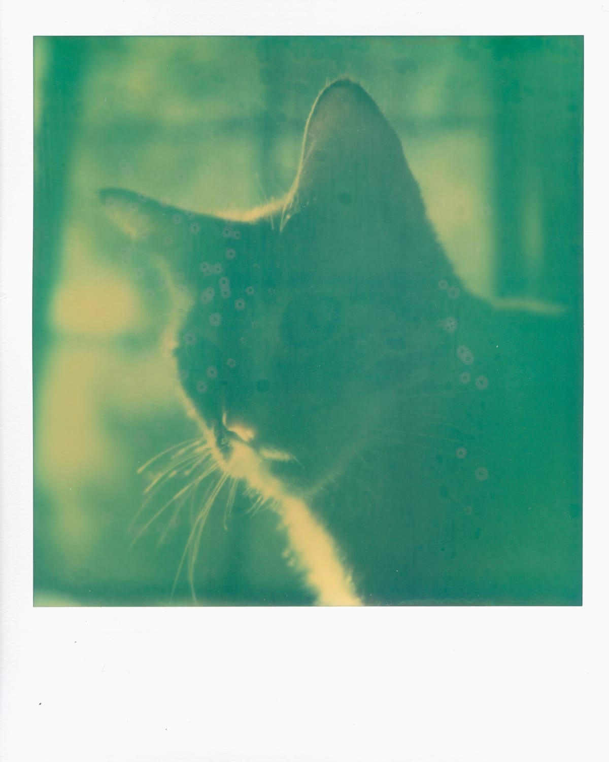 Close up on a cat's face looking off to the left of the camera; expired Polaroid film with aqua and yellow tones