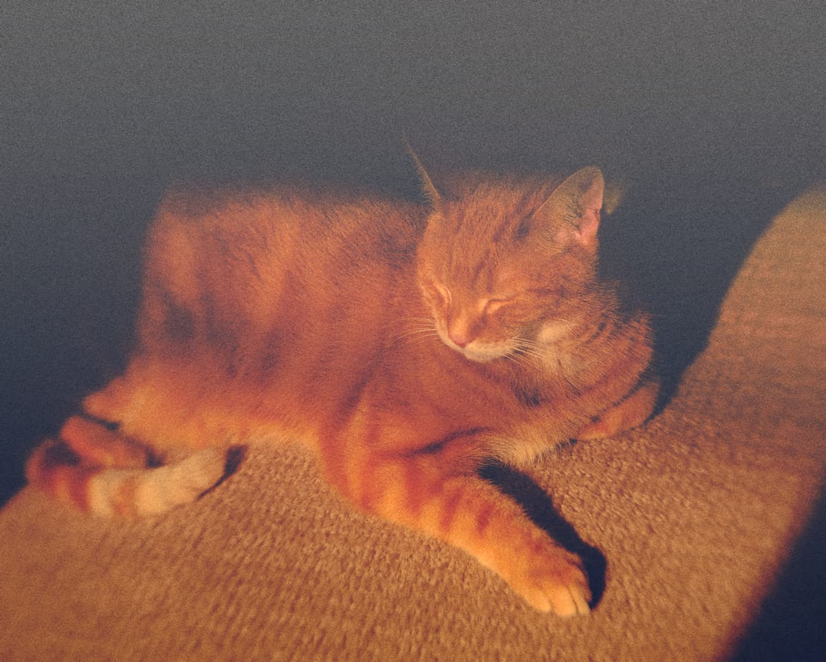 Grainy faded picture of a cat in strong sunlight with some lens aberrations around the edges