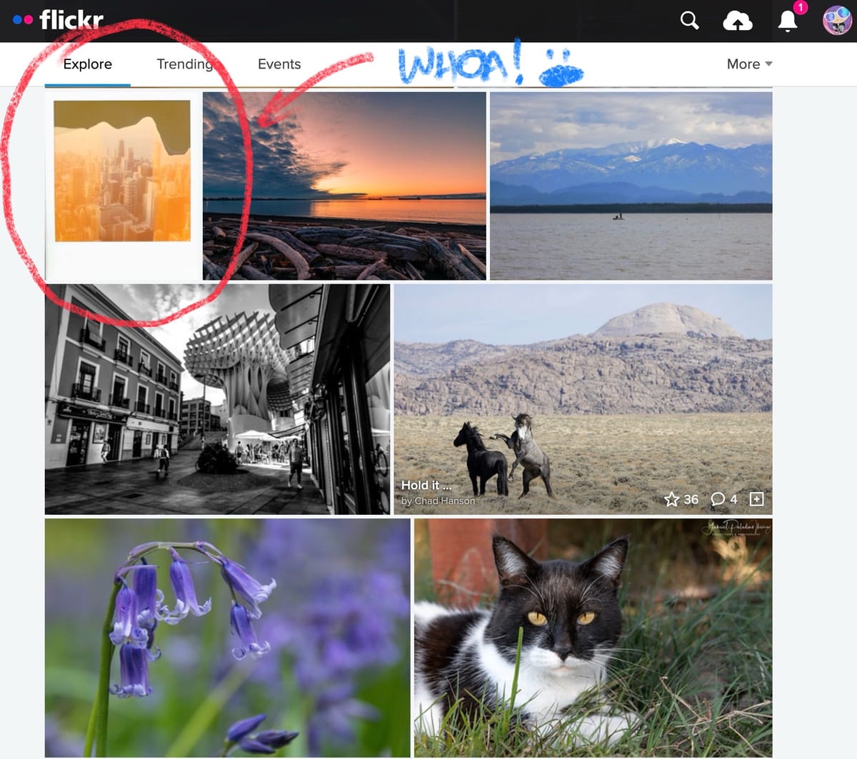 Screenshot of my Polaroid Week day 2 image in the Explore feed, my image circled in red with "whoa!" annotation