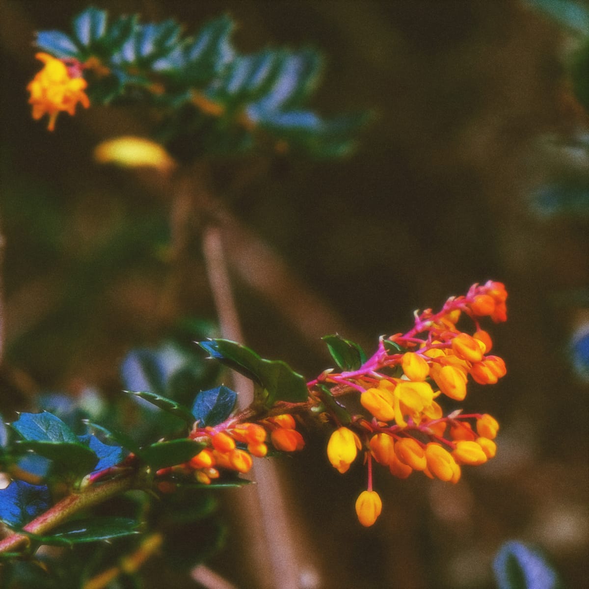 Unknown plant with dark green leaves that look like holly leaves, and bright orange-yellow buds, with pink stems