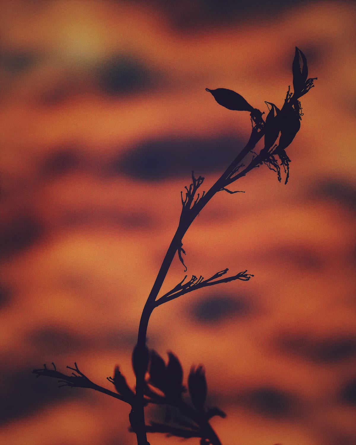 Grainy picture of a silhouette of a plant in front of a dramatic red, cloudy sky