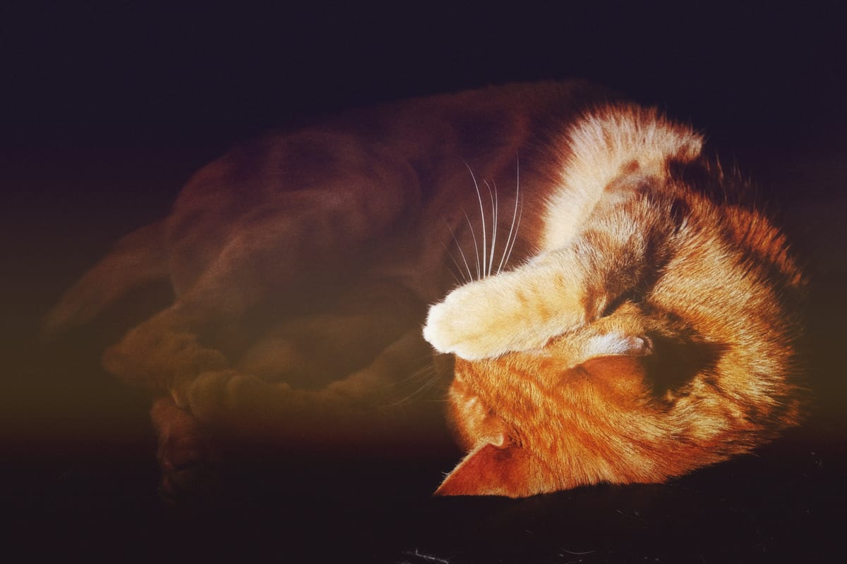 Orange tabby cat lying on his side, lower half in shadow, upper torso in bright sunlight covering his face with his right paw