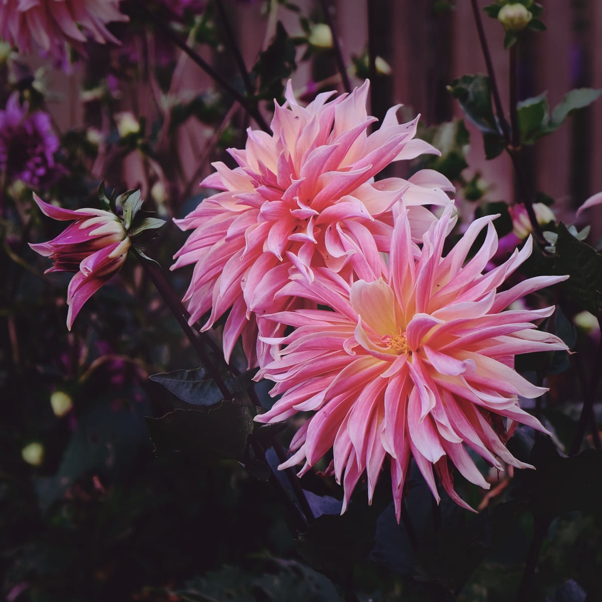 Large pink dahlia blooms