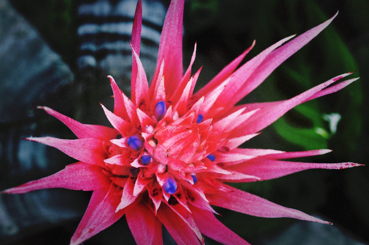 Bright pink plant with spiky leaves and bluish purple buds