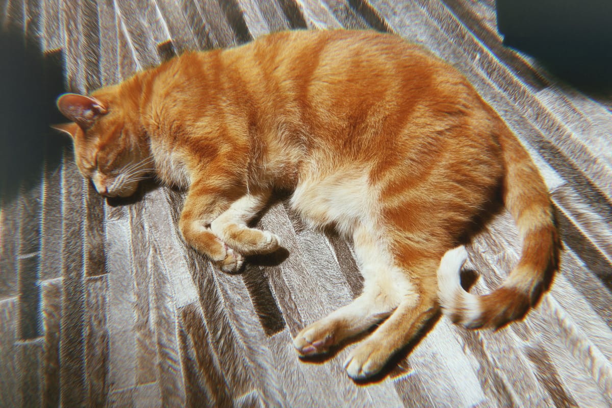 Orange and cream tabby lying down on the floor, napping in sunlight