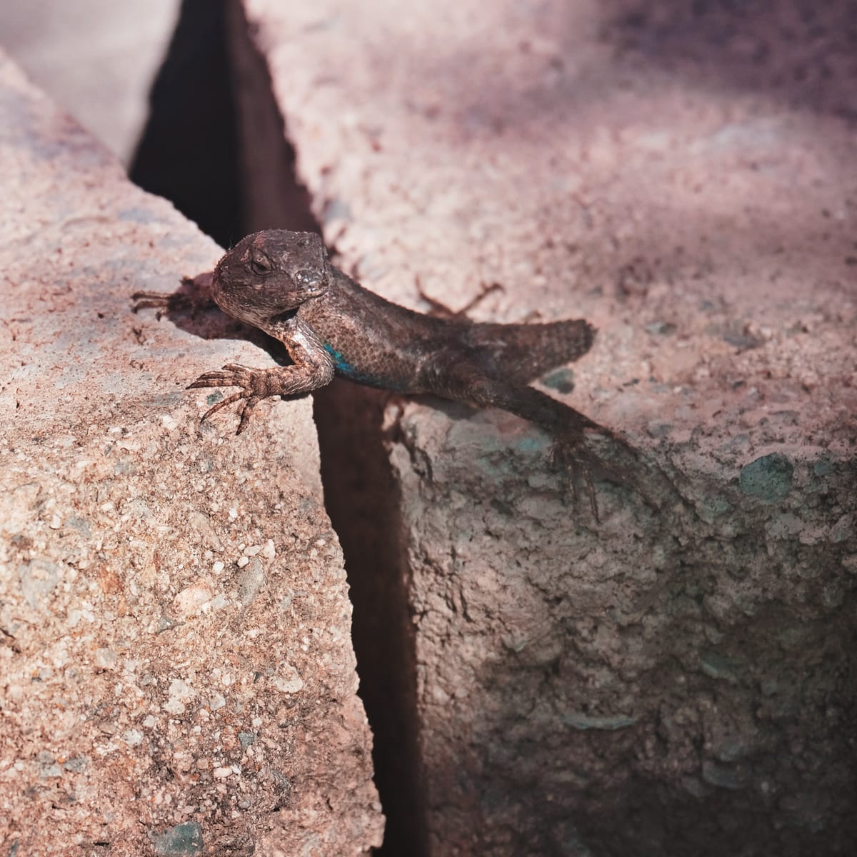 Small brownish lizard with a bright blue streak on its side and a partial tail sitting in the sun on concrete blocks