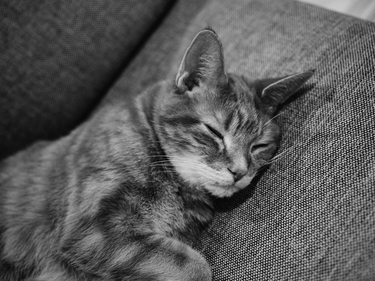 Black and white photo of the top half of a cat sleeping on a textured couch, taken at an angle