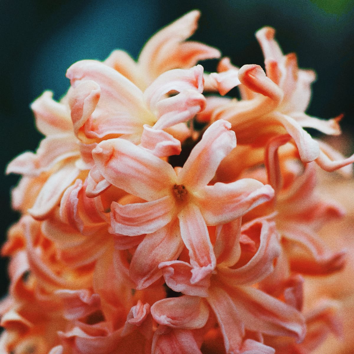 Grainy macro shot of a pink hyacinth flower with a dark green background