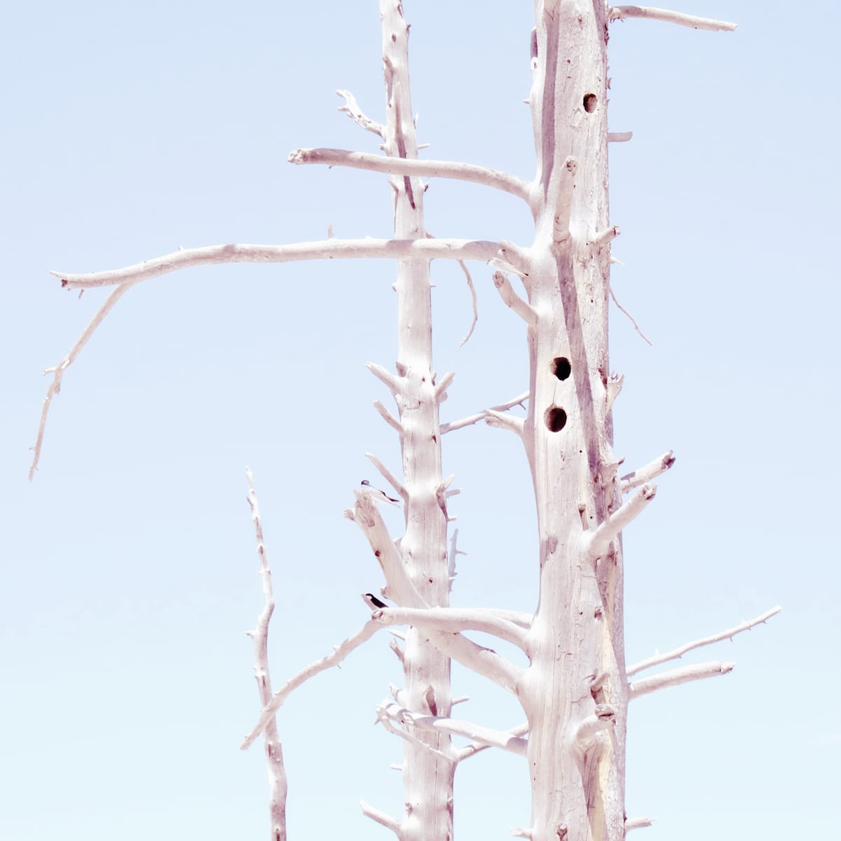 Bleached dead trees with various broken branches sticking in different directions against very light blue sky at Yellowstone