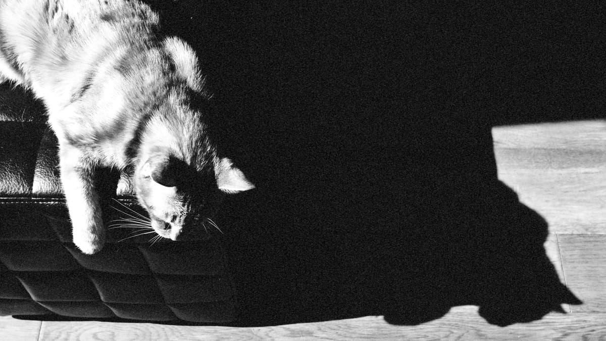 Black and white image of a cat lying on a black ottoman on the left, and his shadow on the floor on the right