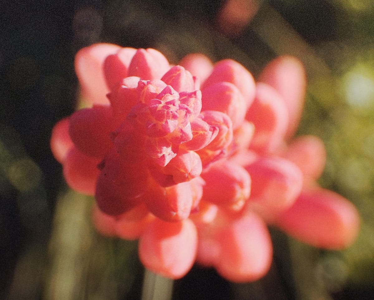 Top-down macro picture of a red yucca flower in bright, late afternoon sunlight