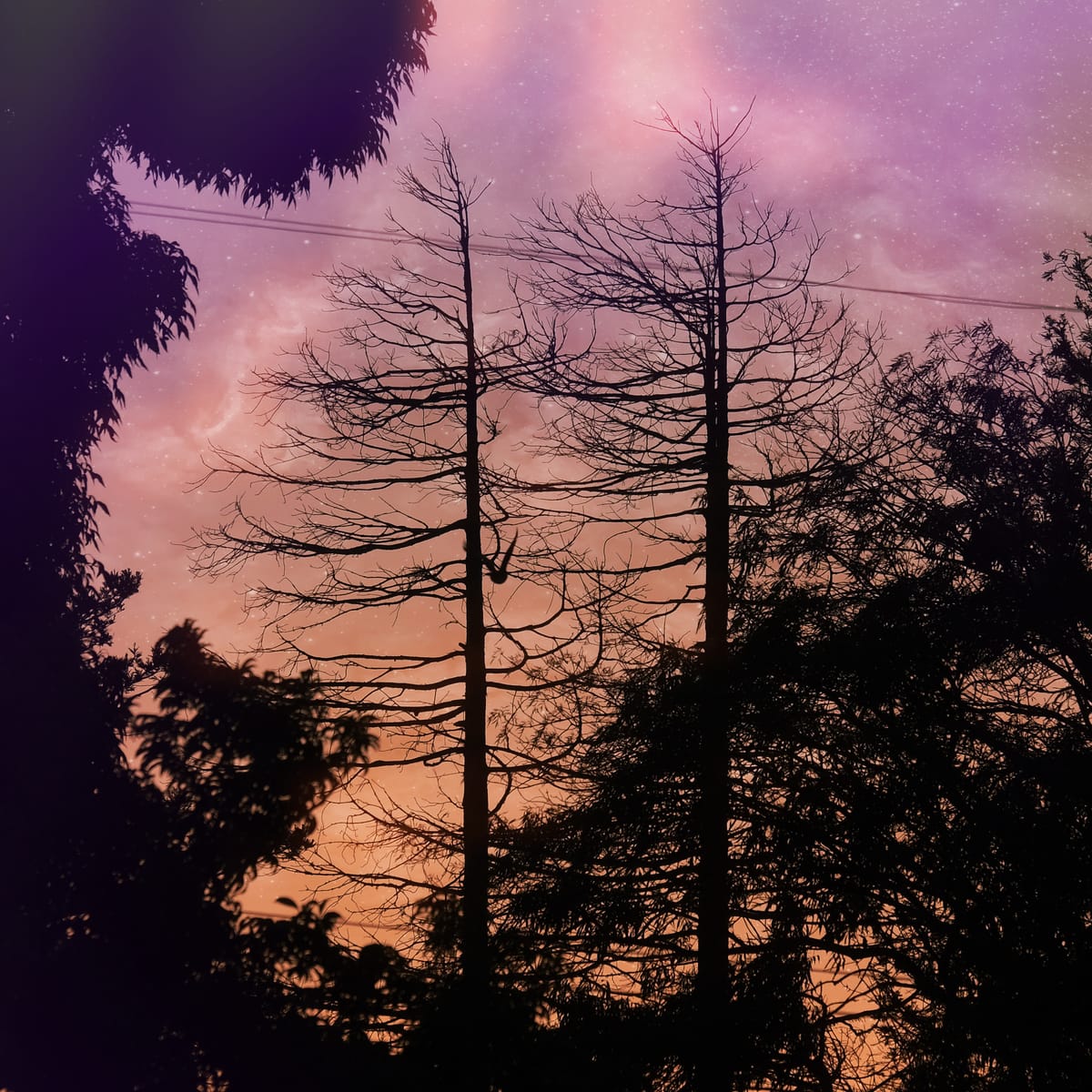 Fantasy, dreamlike picture of tree silhouettes over a purple and peach nebular sky