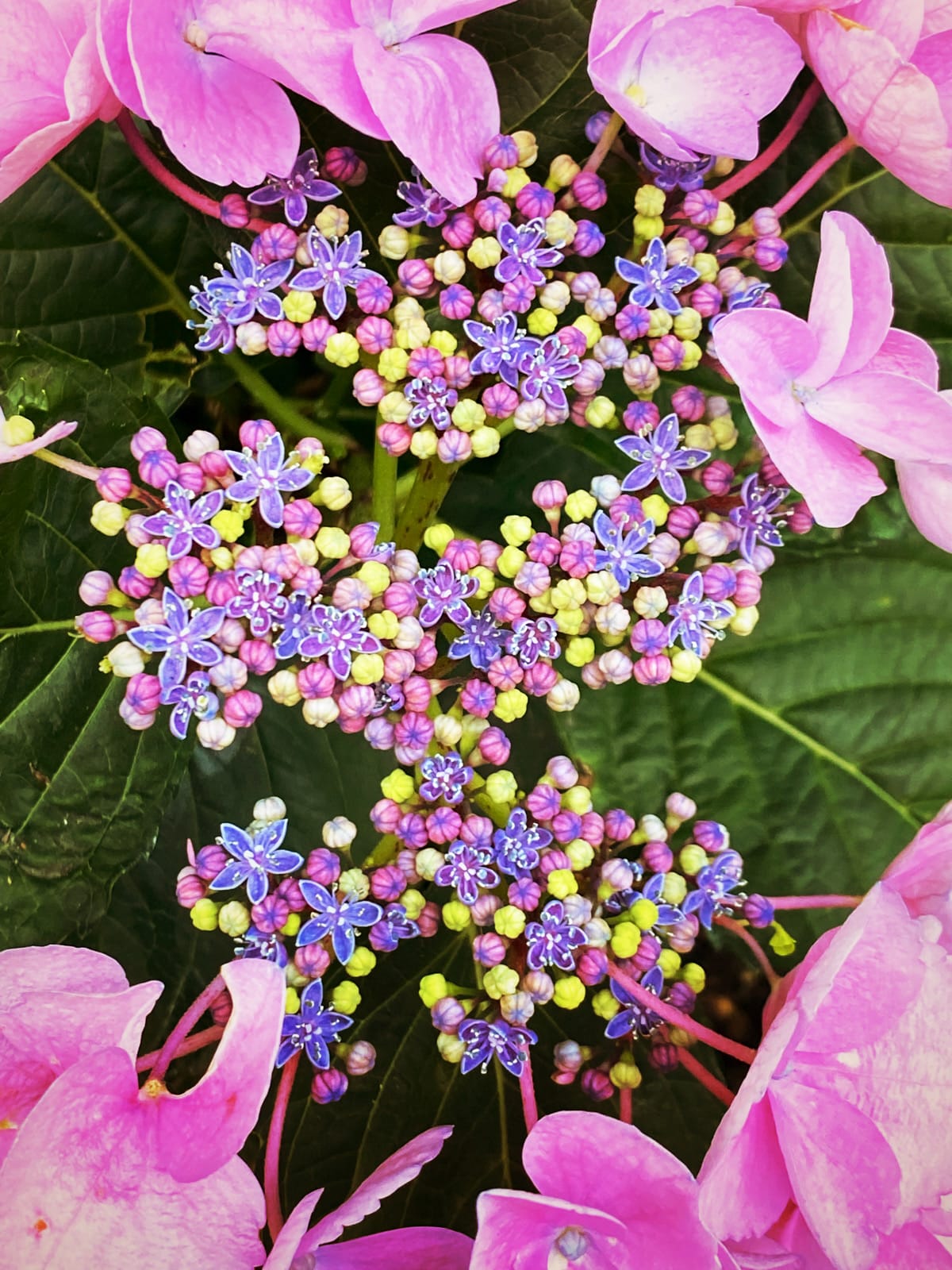 Close up image of the tiny pink, purple, and yellow-green buds of a hydrangea, surrounded by pink petals