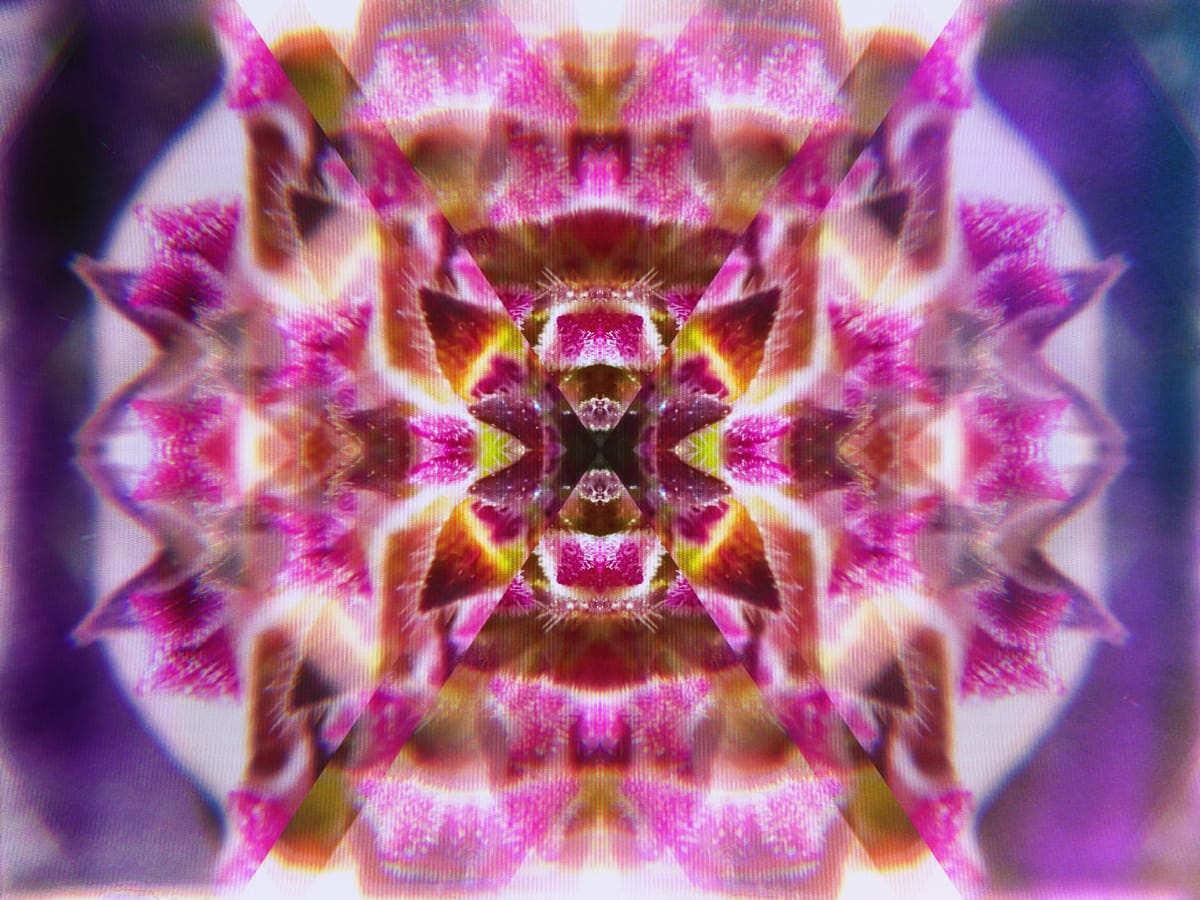 Kaleidoscopic picture of the star-shaped blooms of a lantana plant