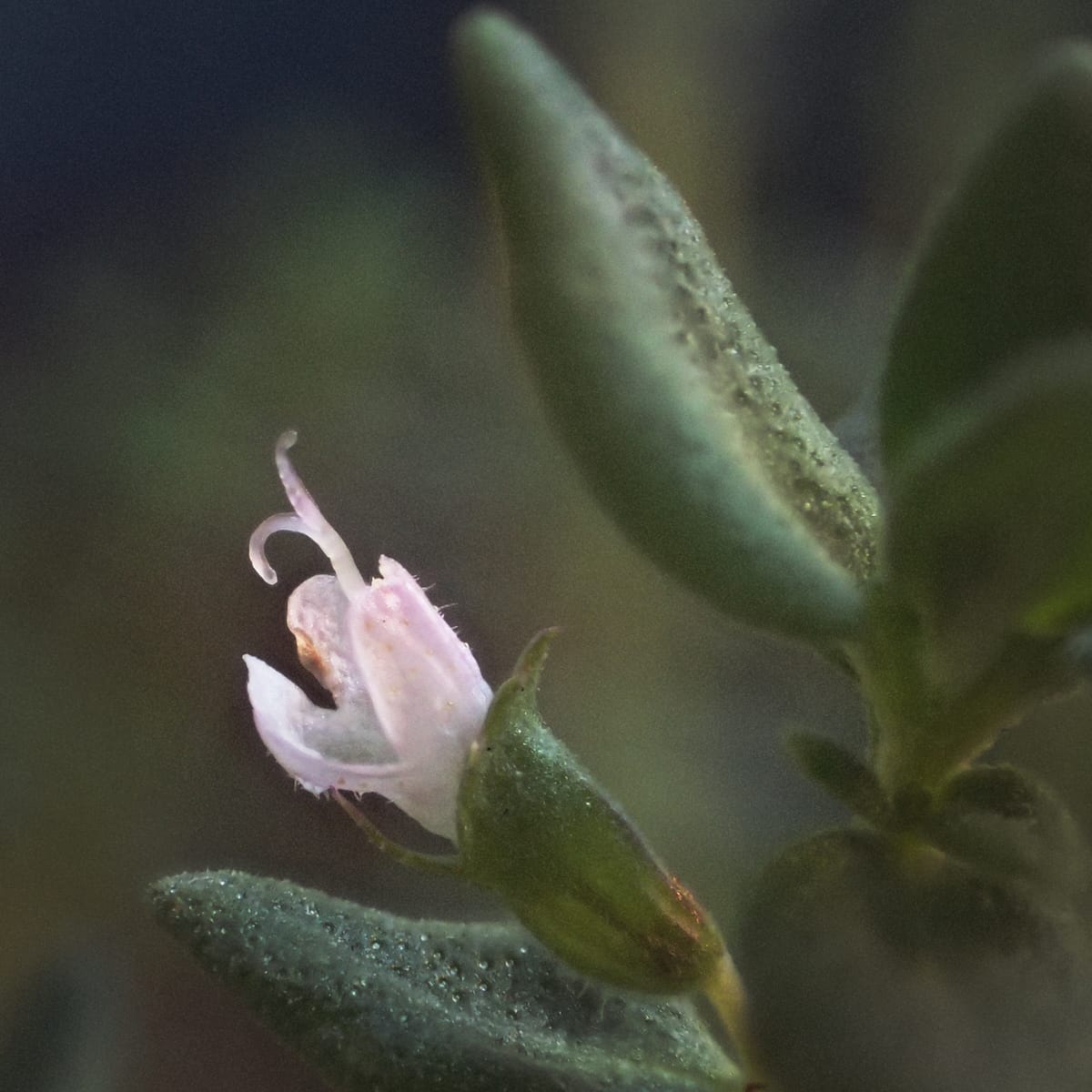 A super close-up picture of a flower on a thyme plant