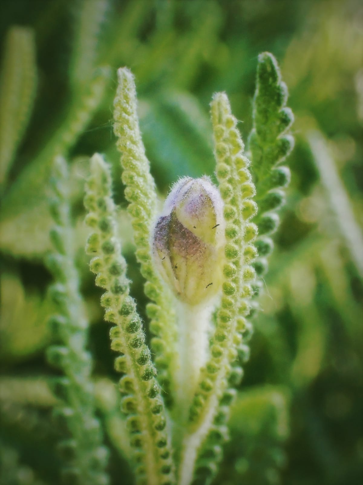 Close up of lavender plant leaves and an unopened bud