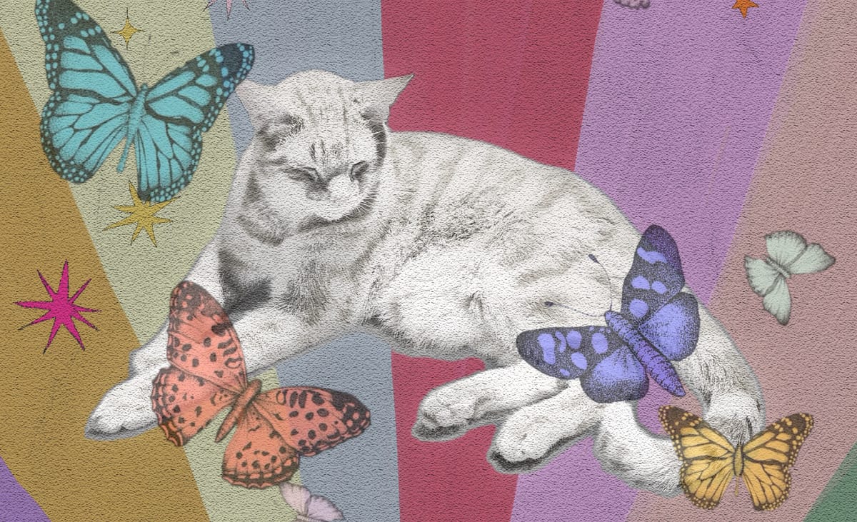 Digital “mixed media” image of a cat with multicolored stripes behind him and butterflies overlaid