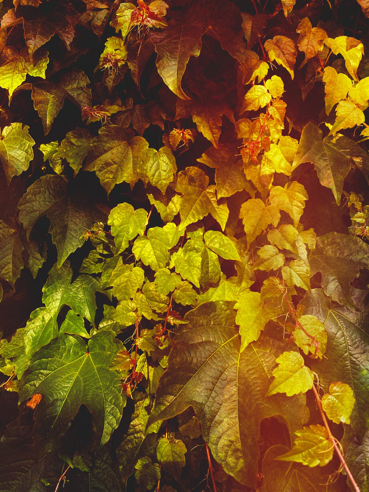 Ivy leaves all over a wall, mixture of large and small leaves bathed in warm sunlight