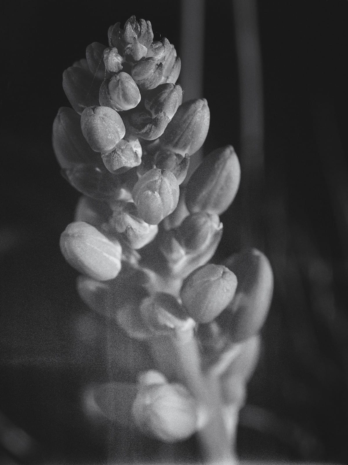 Black and white close-up image of a red yucca bloom