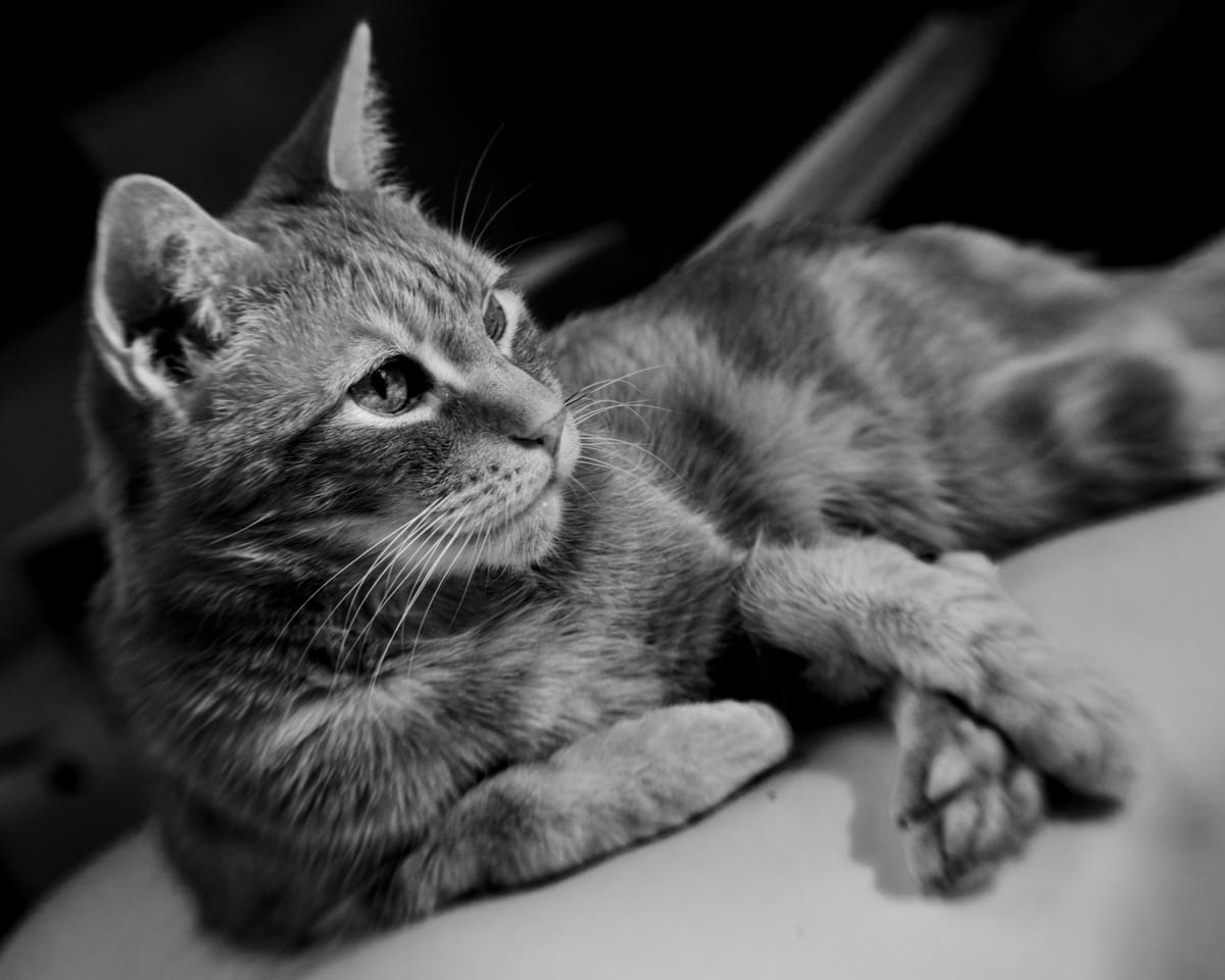 Black and white image of a cat laying casually on a white ottoman, leaning on his right paw, holding his foot with his left