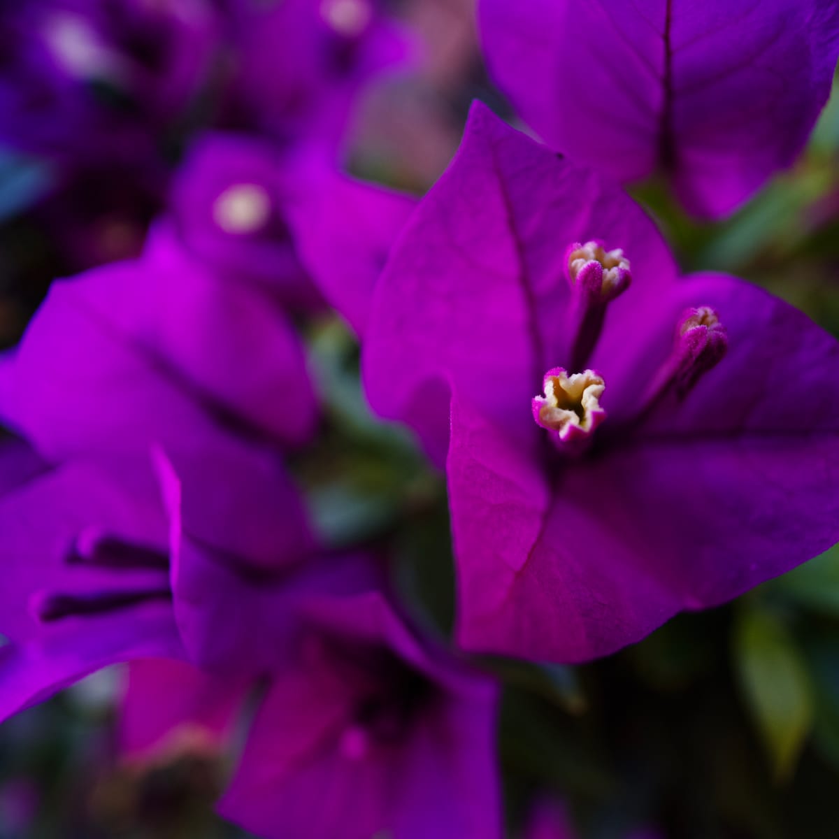 Macro image of the pistils (?) peeking out of bougainvillea bracts which are a vivid magenta with blue tones