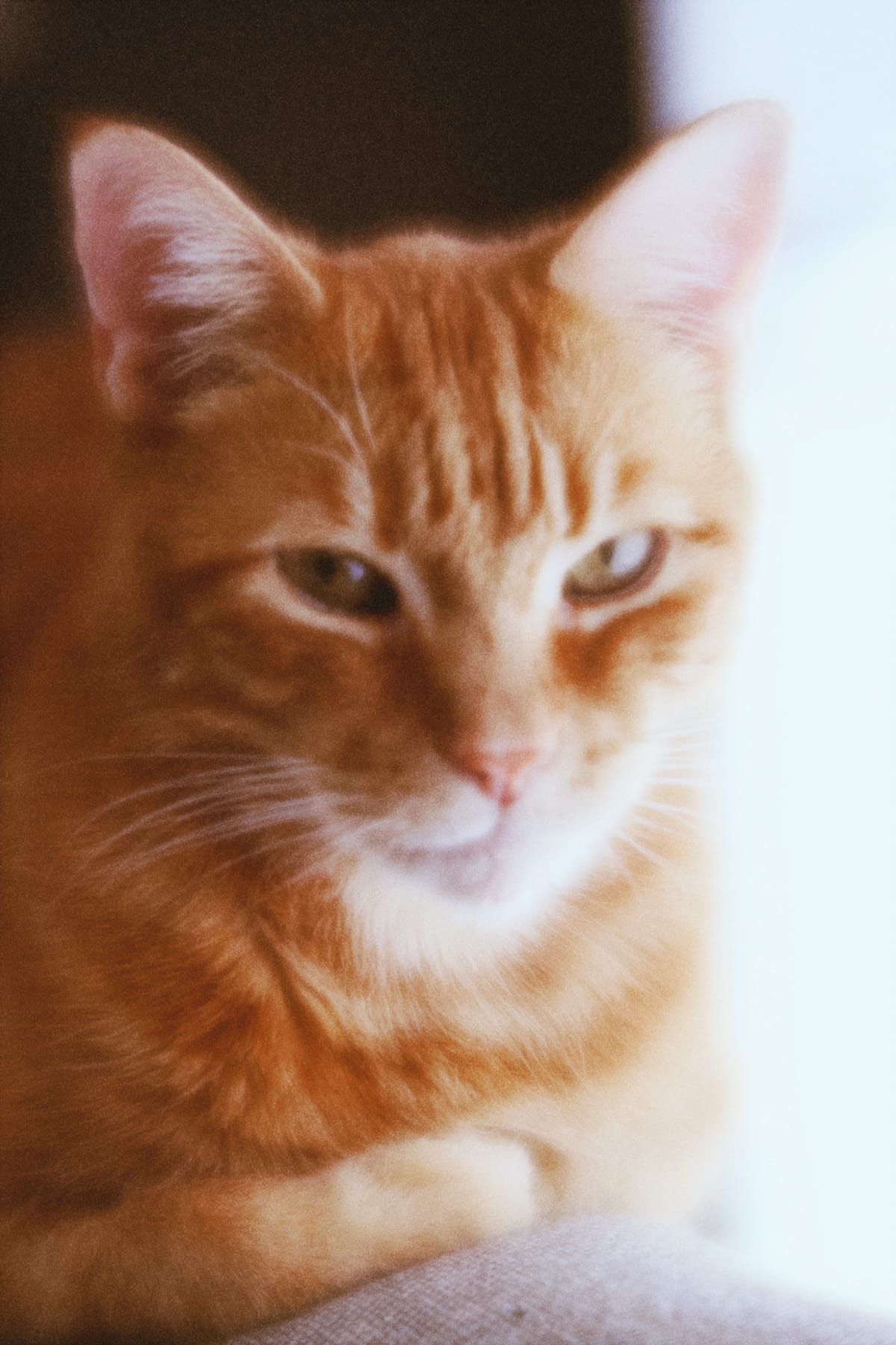 Soft, dreamy picture of an orange tabby laying on the back of a sofa with his paws tucked in under his chest