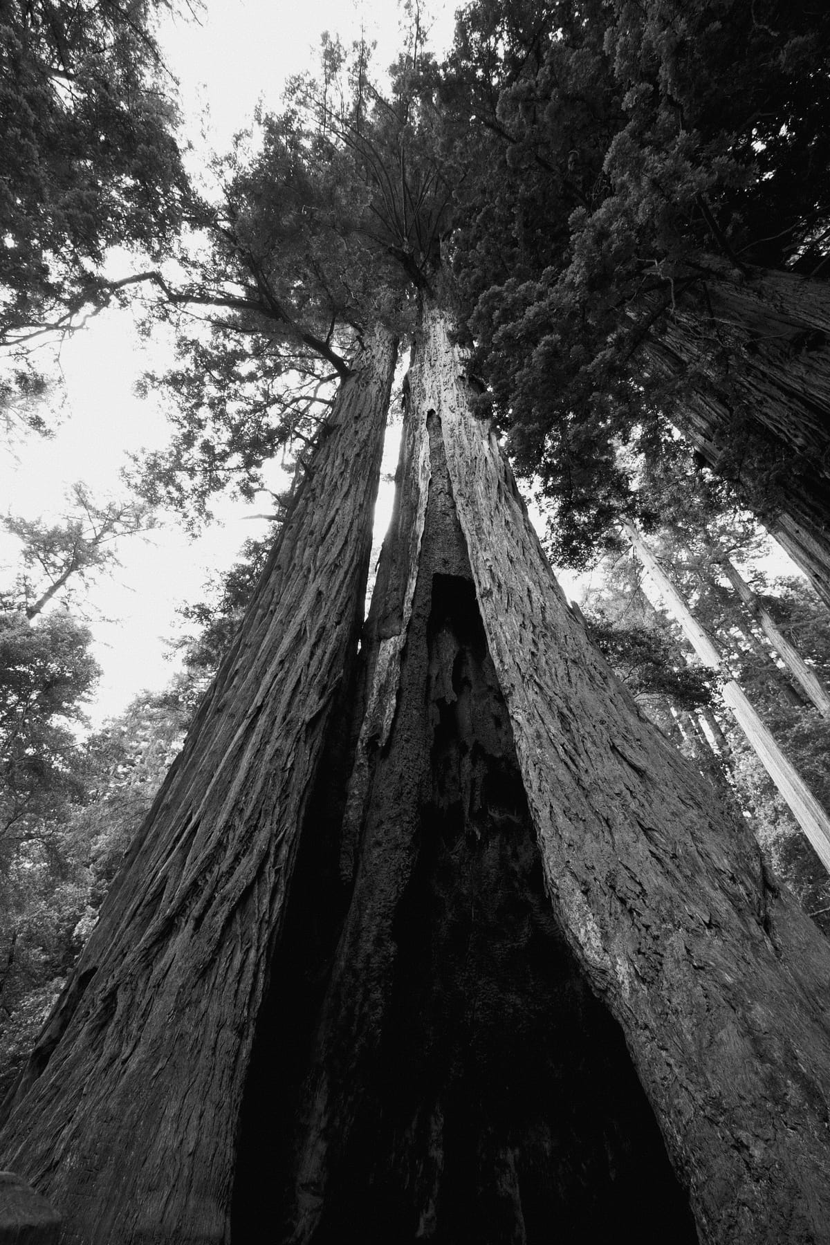 Black and white image looking up at the top of a huge redwood tree from outside its hollowed base