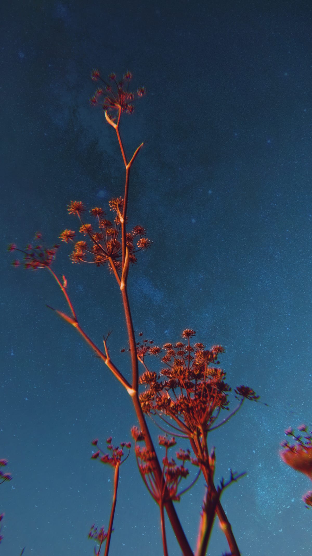 Heavily edited picture of dried Queen Anne's Lace-looking flowers, with lens distortion around edges, altered sky