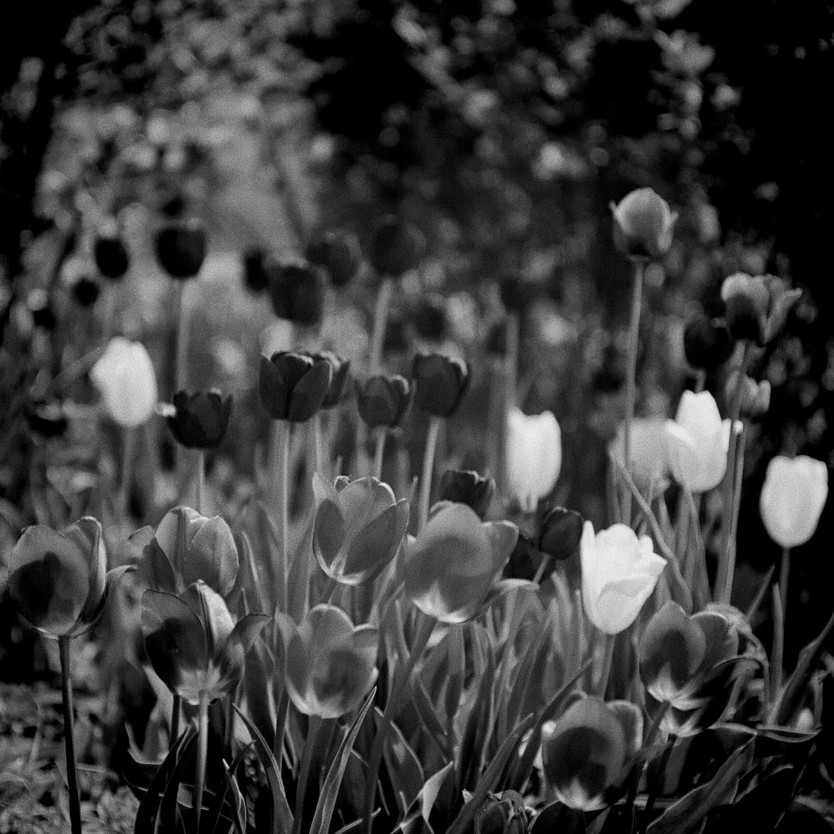 Grainy black and white telephoto image of tulips