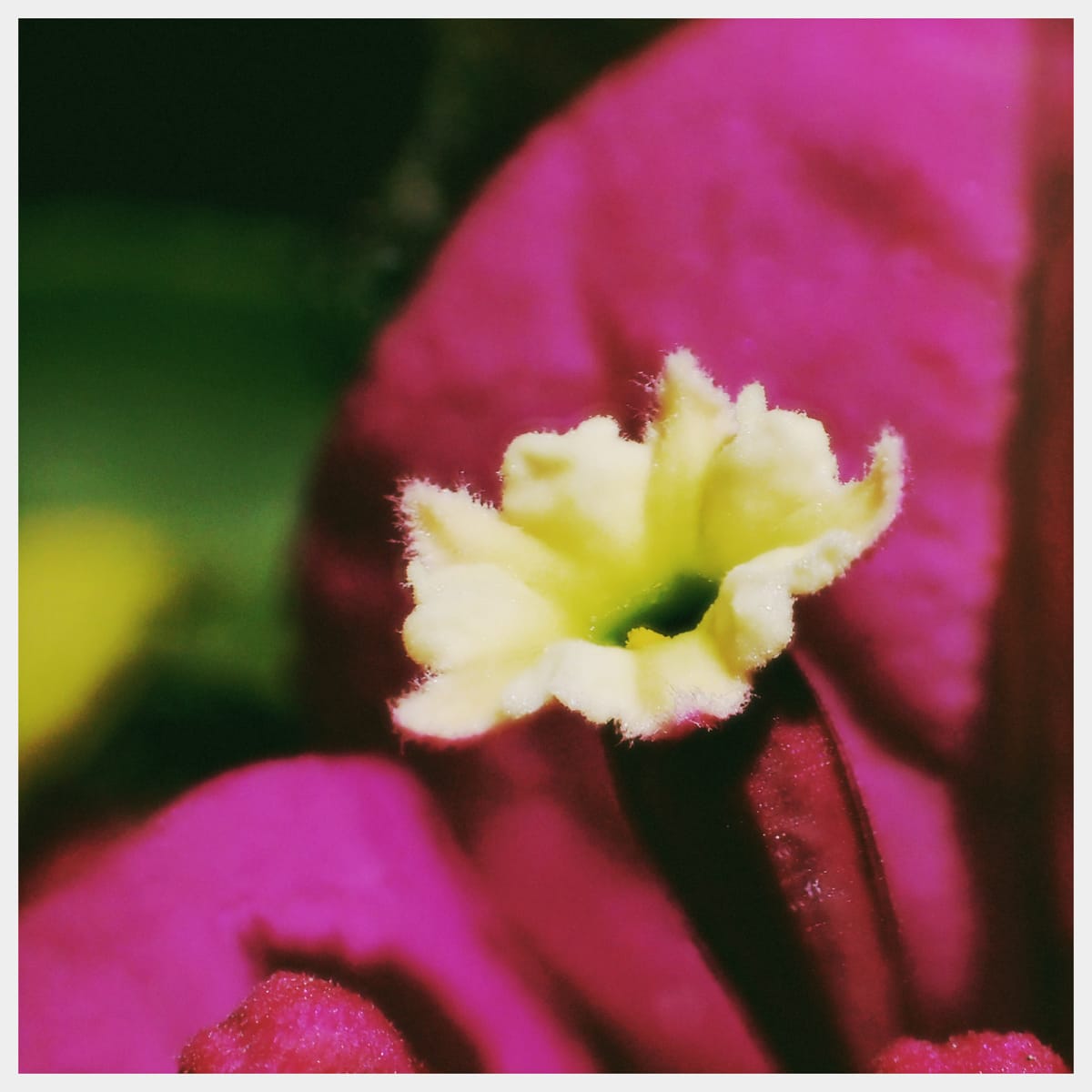 Very close up macro of a small yellow-white bloom on a bright magenta bougainvillea