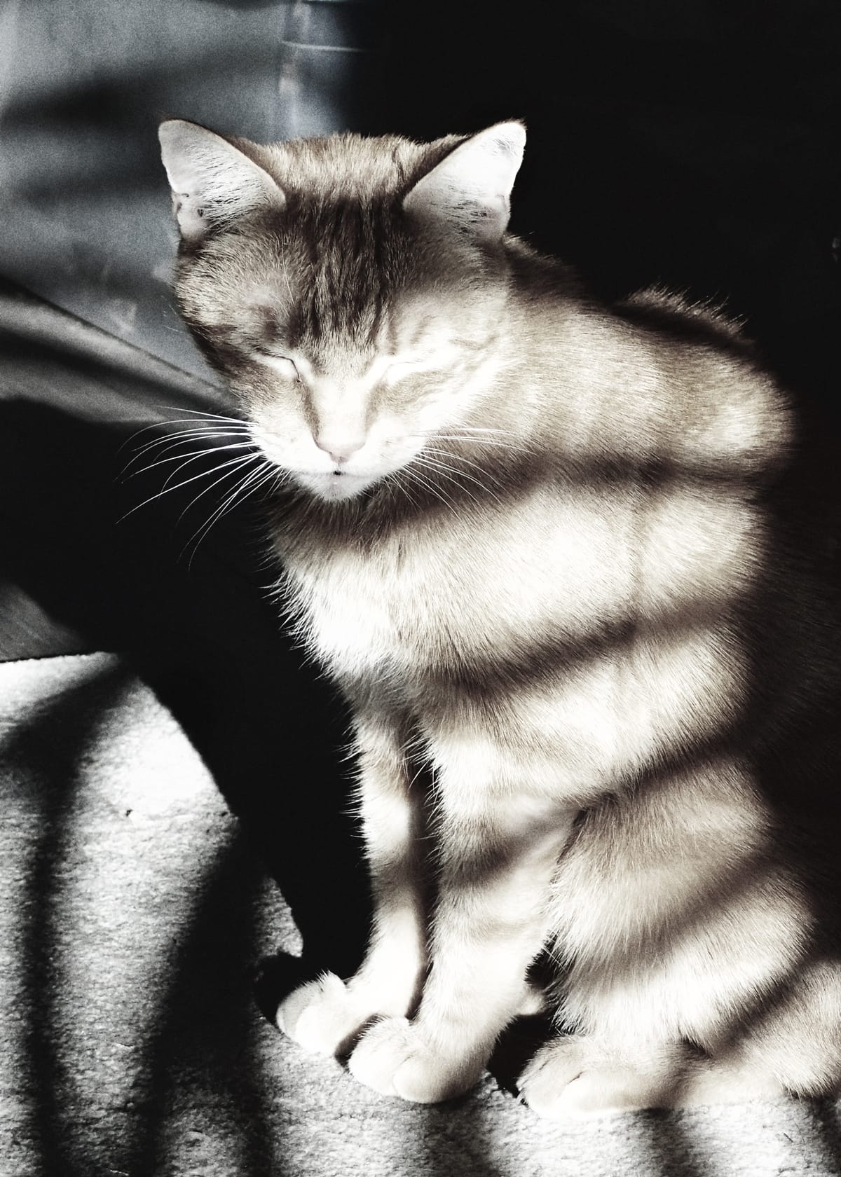 Monochrome picture of a cat sitting in a high-contrast shadow pattern from an open front door