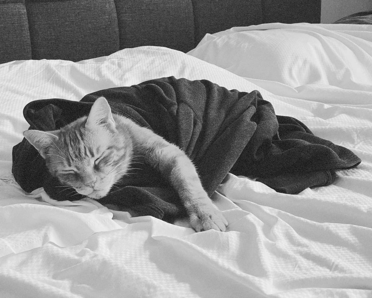 Black and white image of cat with closed eyes, on a bed with white sheets, swaddled in a gray hoodie, left paw outstretched