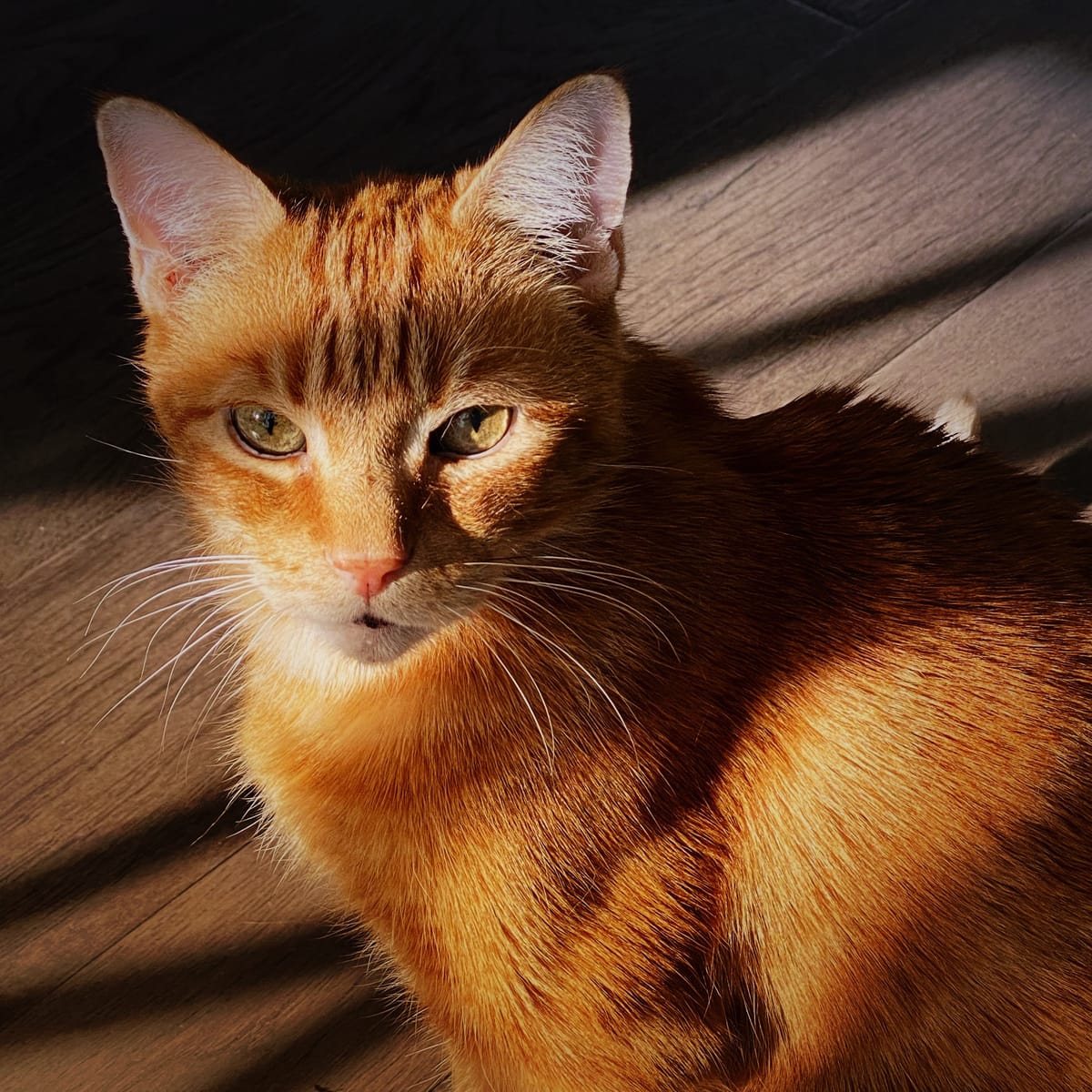 Portrait of an orange tabby in dappled sunlight