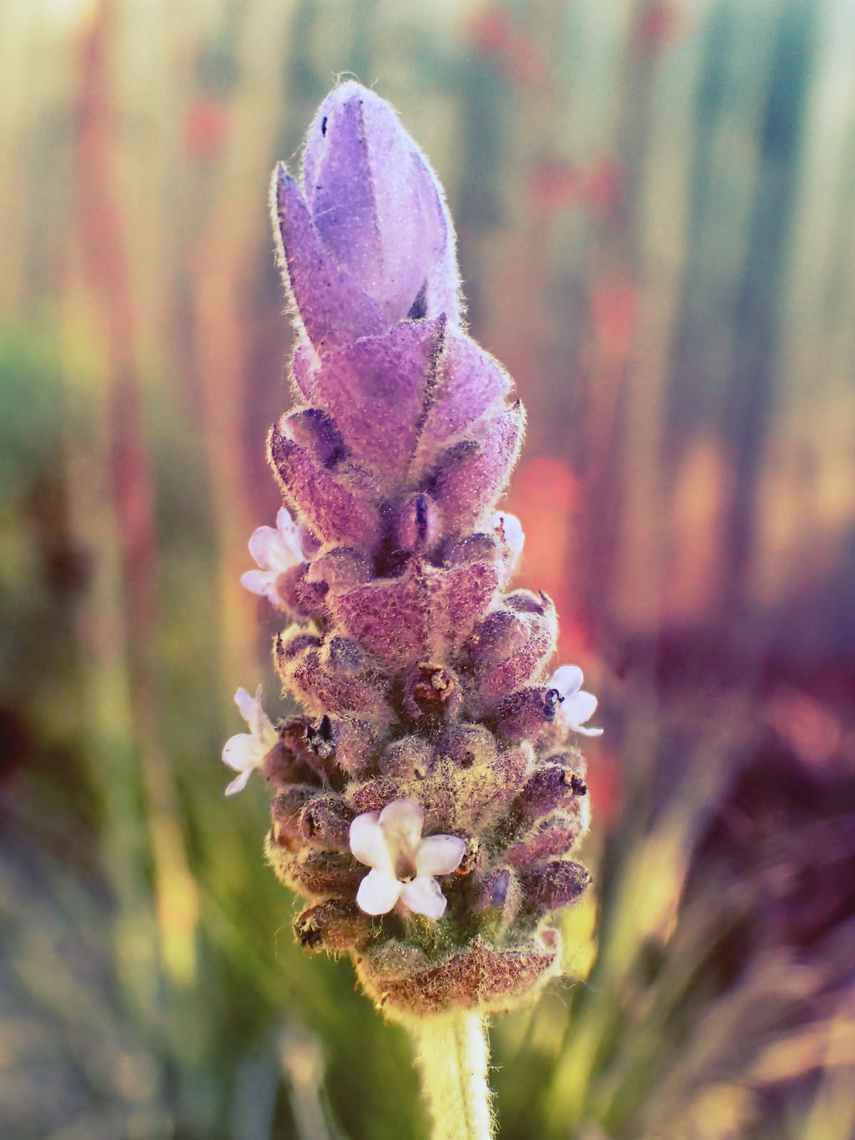 Close-up of a lavender flower with some subtle multicolored gradient