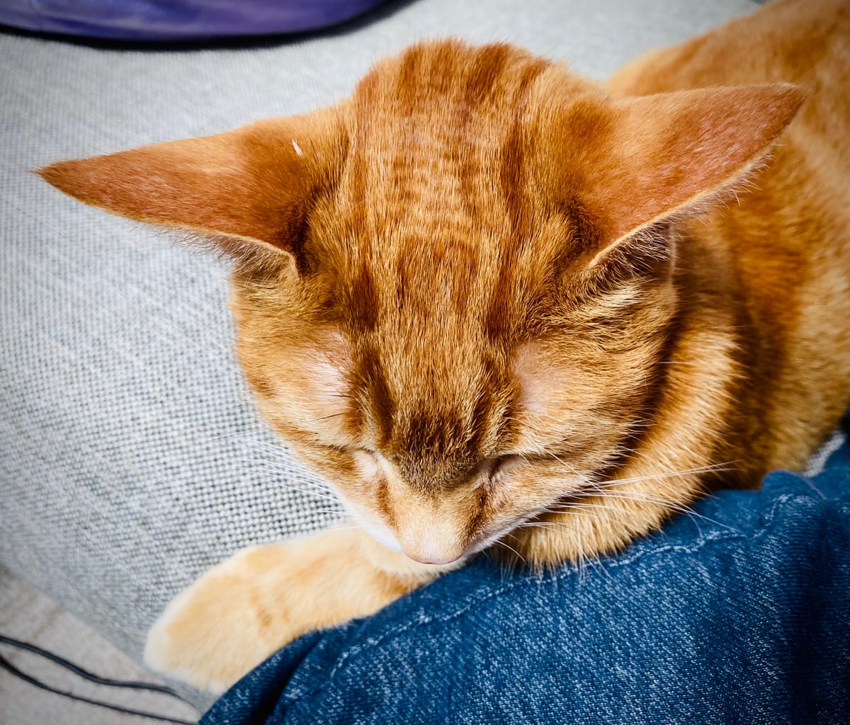 The top of an orange tabby’s head, showing a small patch of horizontally striped fur between his ears