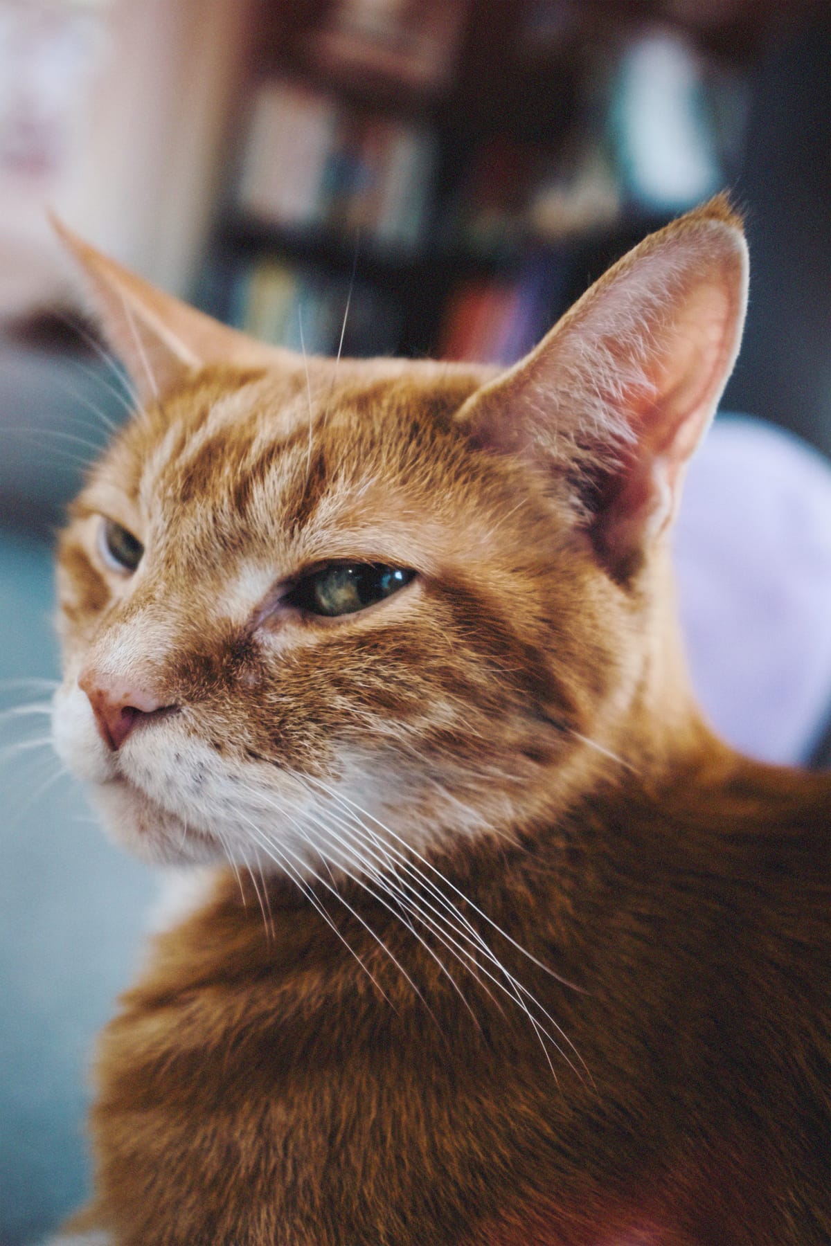 Close up picture of an orange tabby looking over his shoulder at the camera, somewhat smugly